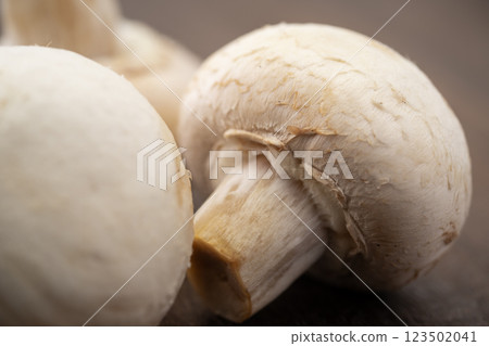 白蘑菇特寫 白蘑菇特寫 123502041