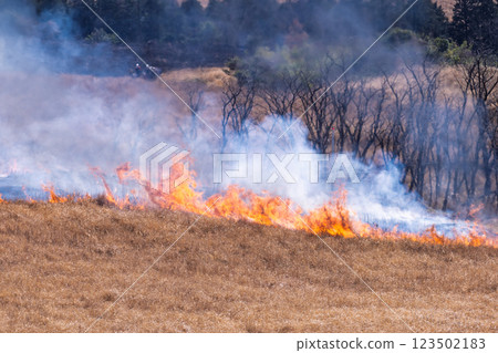 A sightseeing and recreational spot that shines with the spring scenery: A close-up view of the burning fields in Aso (Tawarayama) 123502183