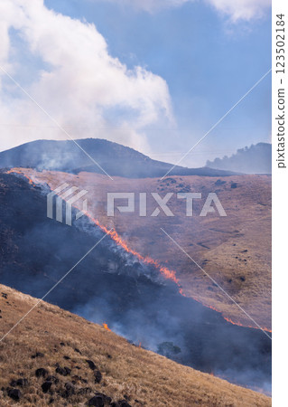 A sightseeing and recreational spot that shines with the spring scenery: A close-up view of the burning fields in Aso (Tawarayama) 123502184