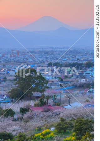 Odawara City, Soga Plum Grove, Plum Grove and Mt. Fuji from the observation deck Odawara City, Soga Plum Grove, Plum Grove and Mt. Fuji from the observation deck 123502819