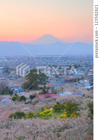 Odawara City, Soga Plum Grove, Plum Grove and Mt. Fuji from the observation deck 123502821