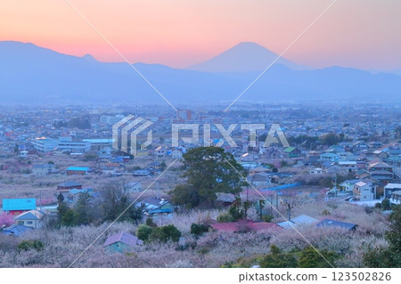 小田原市、蘇我梅林、從觀景台俯瞰梅林和富士山 小田原市、蘇我梅林、從觀景台俯瞰梅林和富士山 123502826