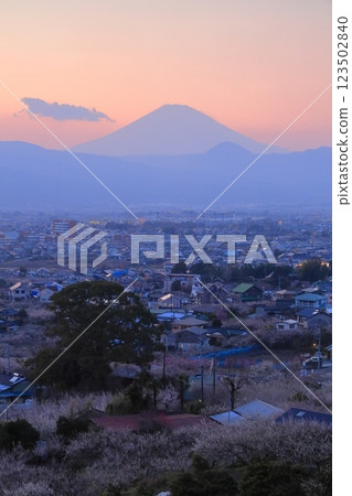 Odawara City, Soga Plum Grove, Plum Grove and Mt. Fuji from the observation deck 123502840