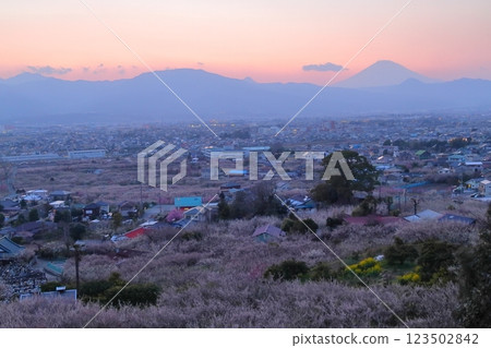 Odawara City, Soga Plum Grove, Plum Grove and Mt. Fuji from the observation deck 123502842