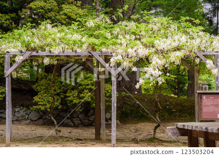 高野山:壇上伽藍:反向的紫藤 高野山:壇上伽藍:反向的紫藤 123503204