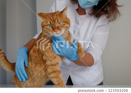 Ginger cat during the appointment with veterinarian 123503208