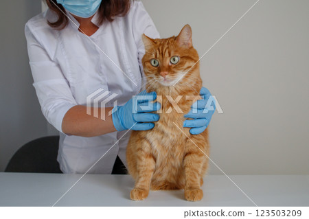 Ginger cat at appointment with vet doctor 123503209