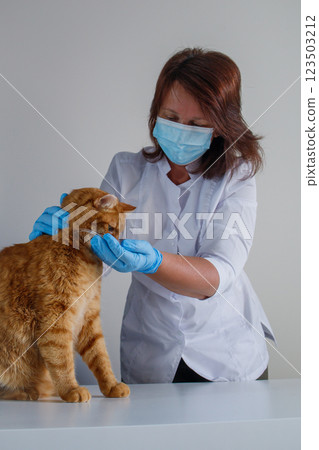 Vet giving treats to ginger cat during check up at vet clinic Vet giving treats to ginger cat during check up at vet clinic 123503212