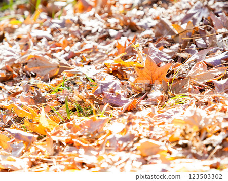 Momiji leaves that fell to the ground 123503302