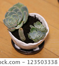 Succulent plants and cactus 123503338