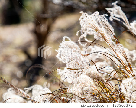 美麗的銀草花在清澈的冬日陽光下閃閃發光 123503372