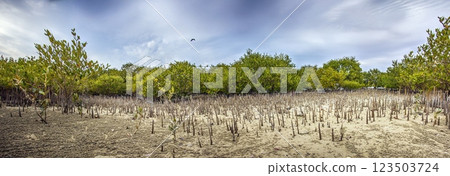 Mangrove forest with roots emerging from sandy soil. Essential for coastal protection and wildlife 123503724