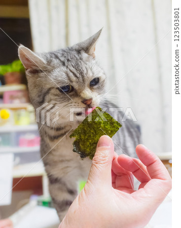 American Shorthair licking seaweed 123503801