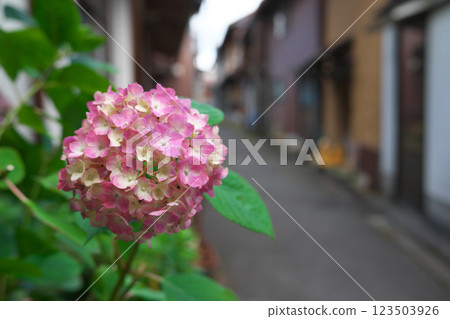 Hydrangeas blooming in the back alleys (Yoshida Town: Yoshida Town, Unnan City) Hydrangeas blooming in the back alleys (Yoshida Town: Yoshida Town, Unnan City) 123503926