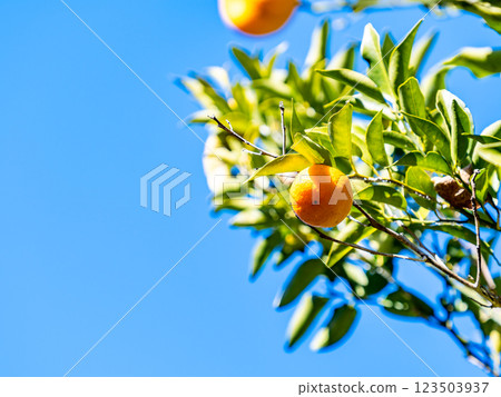 可愛的橘子在清澈蔚藍的冬日天空中閃閃發光 123503937
