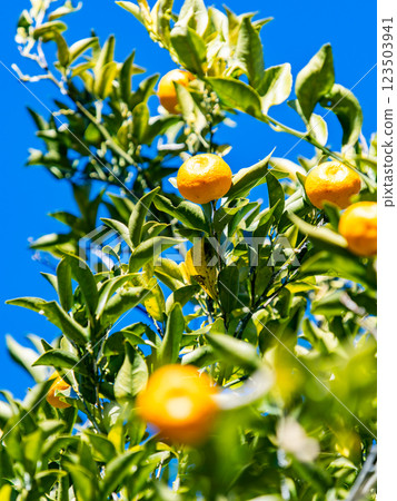 可愛的橘子在清澈蔚藍的冬日天空中閃閃發光 123503941