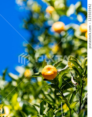 可愛的橘子在清澈蔚藍的冬日天空中閃閃發光 123503942