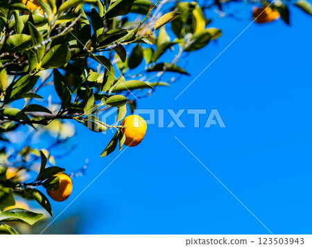 Cute tachibana fruits shining against the clear blue winter sky Cute tachibana fruits shining against the clear blue winter sky 123503943