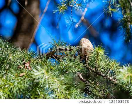 Large Himalayan Cedar Pine Cone 123503978