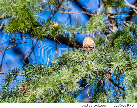 Large Himalayan Cedar Pine Cone 123503979