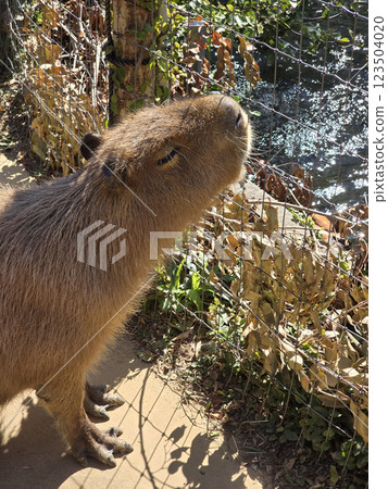 Capybara standing near fence, enjoying sunlight and nature. This large rodent is known for its friendly demeanor and social behavior, often found near water bodies 123504020