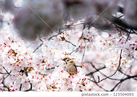 A beautiful spring day with cherry blossoms and sparrows 123504093