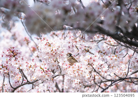 A beautiful spring day with cherry blossoms and sparrows A beautiful spring day with cherry blossoms and sparrows 123504095