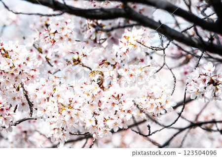 A beautiful spring day with cherry blossoms and sparrows A beautiful spring day with cherry blossoms and sparrows 123504096