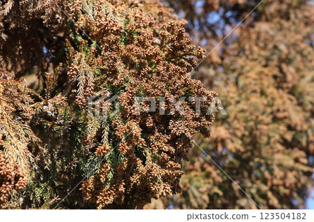 Sugi pollen 123504182