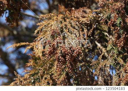 Sugi pollen 123504183