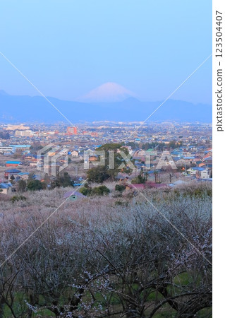 Soga Plum Grove and Mt. Fuji from the observation deck in Odawara, Kanagawa Prefecture Soga Plum Grove and Mt. Fuji from the observation deck in Odawara, Kanagawa Prefecture 123504407