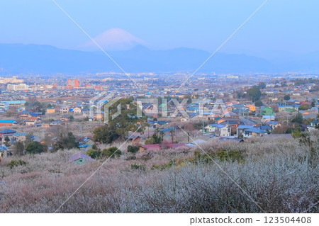 從神奈川縣小田原的觀景台俯瞰曾我梅林和富士山 123504408