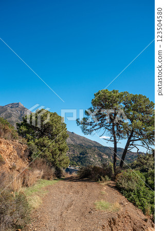 Mountain trail with trees and clear blue sky in natural landscape setting Mountain trail with trees and clear blue sky in natural landscape setting 123504580