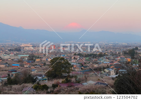 Soga Plum Grove and Mt. Fuji from the observation deck in Odawara, Kanagawa Prefecture 123504702