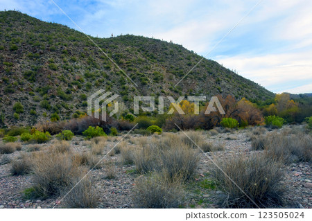Salt River Recreation Area Arizona Salt River Recreation Area Arizona 123505024
