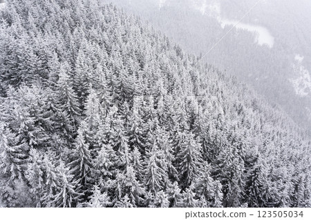 Aerial top view winter forest with fresh snow and white trees in Dolni Morava Aerial top view winter forest with fresh snow and white trees in Dolni Morava 123505034