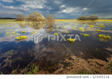 Dark clouds over the marshes Dark clouds over the marshes 123505118