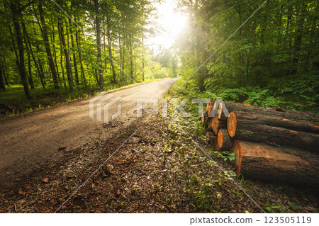 Dirt road in green deciduous forest and logs lying on the side, view on a sunny day 123505119