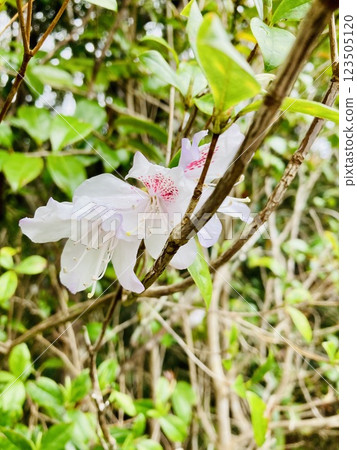 櫻花杜鵑花 123505120