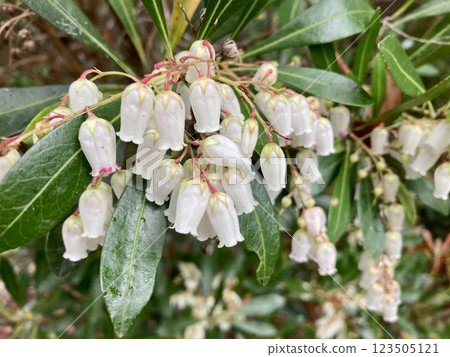 殼薑花 殼薑花 123505121