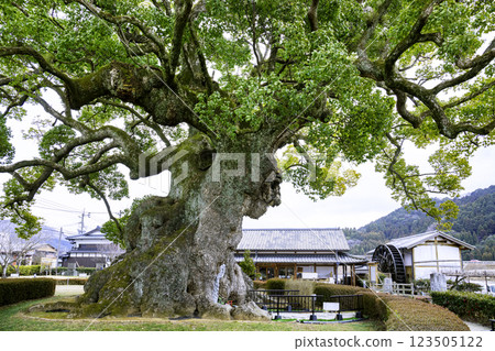The Great Camphor Tree of Kawago (Takeo City, Saga Prefecture), the fifth largest in Japan 123505122