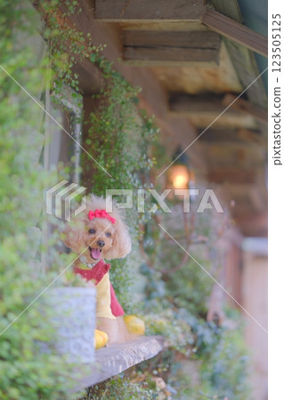 享受萬聖節的玩具貴賓犬 享受萬聖節的玩具貴賓犬 123505125