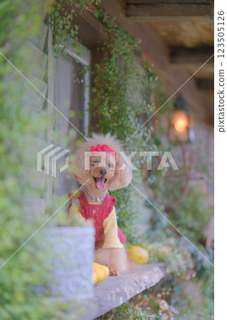 坐玩具貴賓犬 123505126