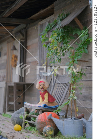 玩具貴賓犬享受園藝 123505127