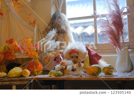 Toy poodle enjoying Halloween 123505140