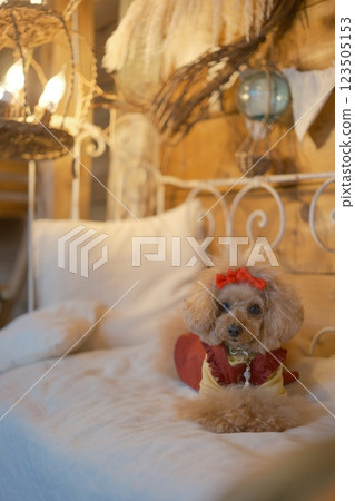 Toy poodle enjoying Halloween 123505153