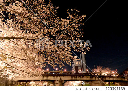 Okazaki City, Aichi Prefecture_Okazaki Park Night Cherry Blossom Illumination 12_April 2024 123505189