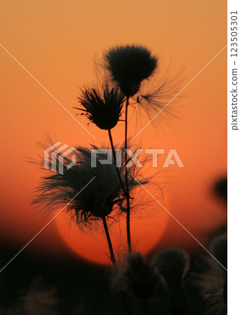 Sunset Silhouettes of Fluffy Plant Heads Against Warm Orange Sky Sunset Silhouettes of Fluffy Plant Heads Against Warm Orange Sky 123505301