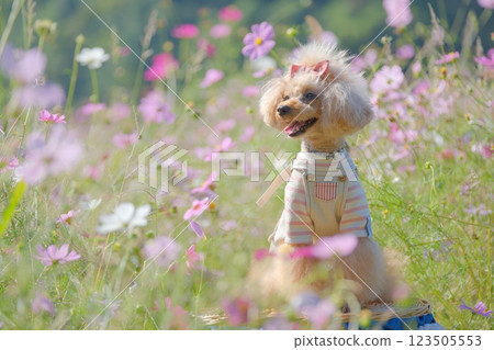 宇宙場與玩具貴賓犬 123505553