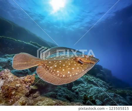 比目魚在海中游泳的圖片 123505815